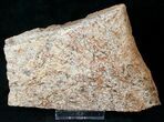 Triceratops Frill Shield Section - Montana #14697-1